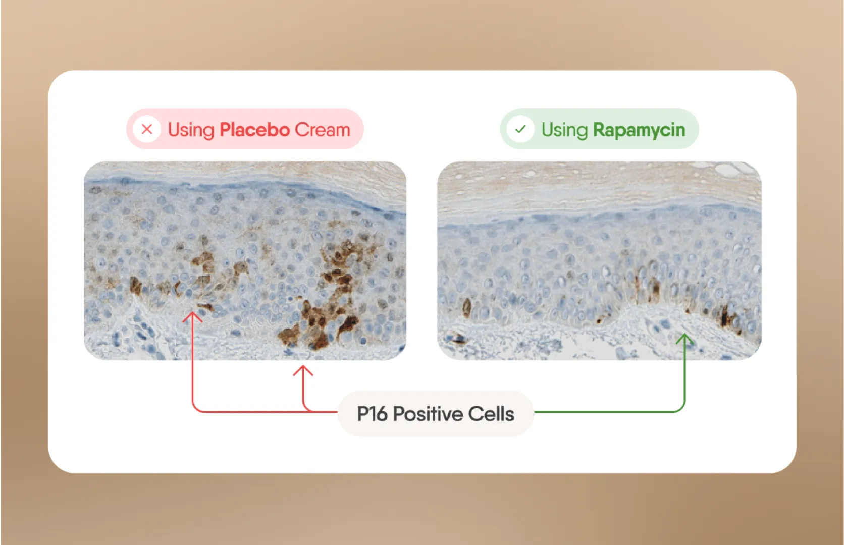 Cell Restoration